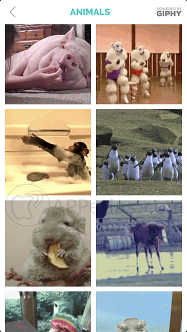 Añadir GIFs a fotos GIFX 3 Añadir GIFs a fotos GIFX 3