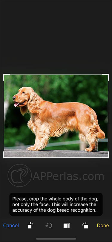 app para identificar perros dogzam 2 app para identificar perros dogzam 2