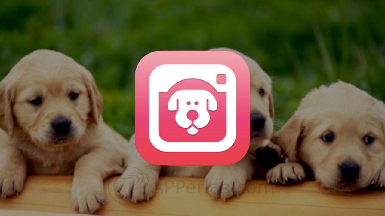 app para sacar fotos a perros 1 app para sacar fotos a perros 1